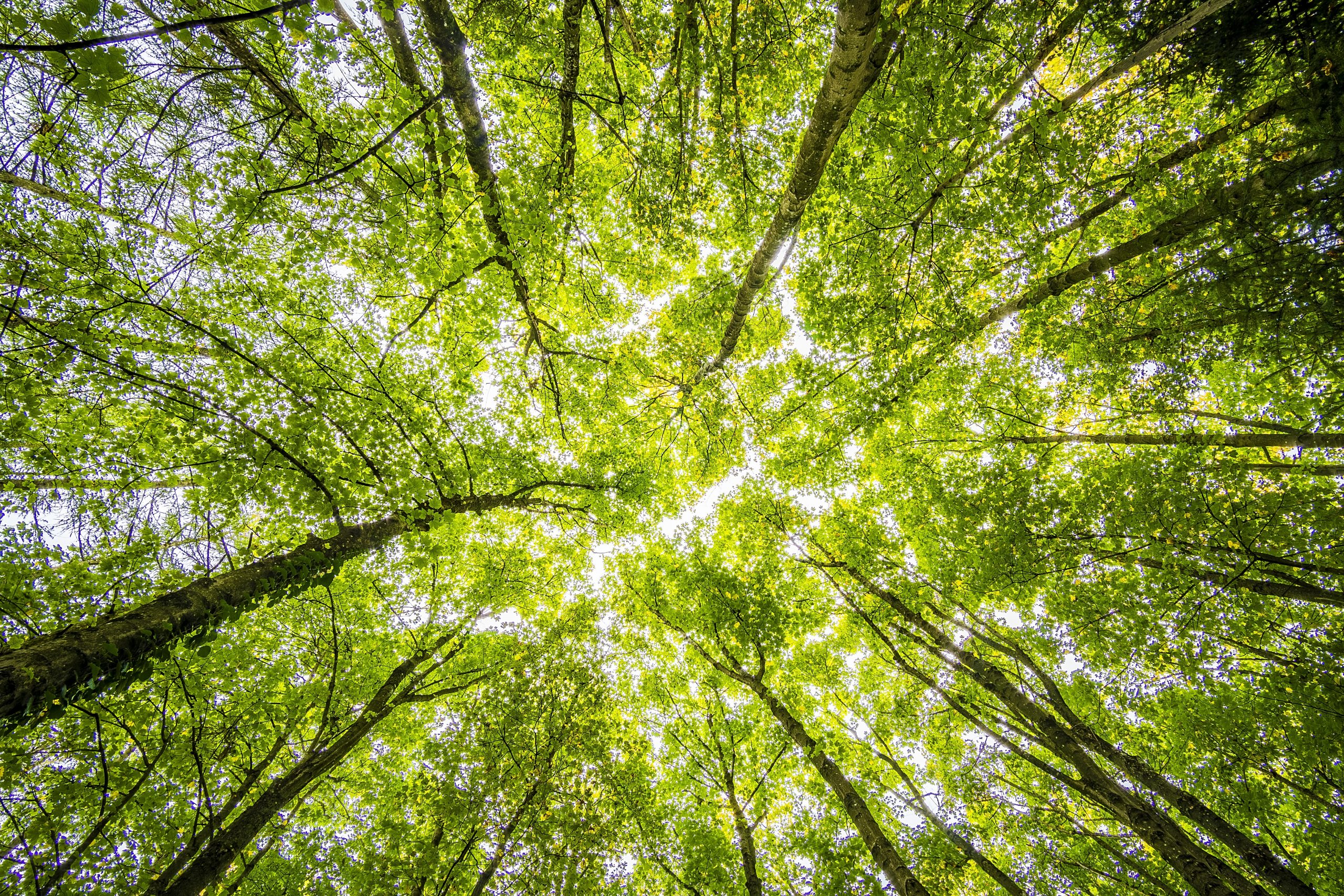 Compra un albero per i tuoi clienti, garantisce Treedom